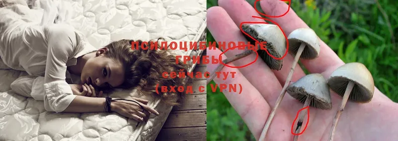 Галлюциногенные грибы Psilocybe  Елизово 