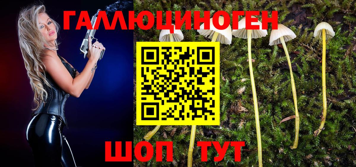 Галлюциногенные грибы Psilocybine cubensis  Псилоцибиновые грибы прущие грибы  Елизово  Вход с VPN 